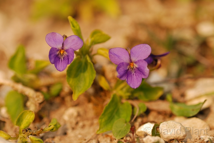 Hairy violet plant - B.jpg - Hairy violet plants - Hertfordshire